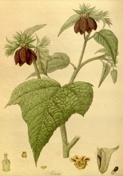 Abroma augusta Cotton Abroma. Perennial Indian Hemp.