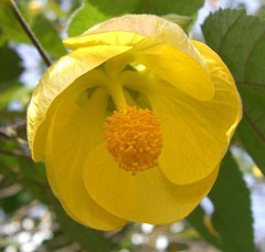Abutilon pictum Abutilon, Parlour Maple, Flowering Maple, Spotted