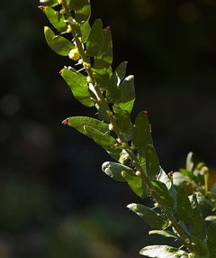 Acacia paradoxa Kangaroo Thorn, Paradox acacia