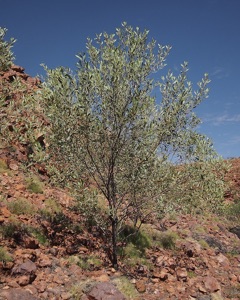Acacia mangium Strap wattle, Candelabra wattle