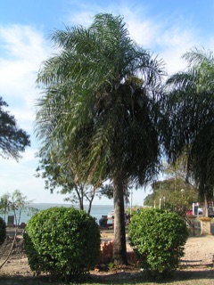 Acrocomia aculeata Coyoli Palm. Gru-Gru Palm, Macaw palm