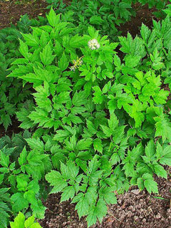 Actaea spicata Herb Christopher, Baneberry