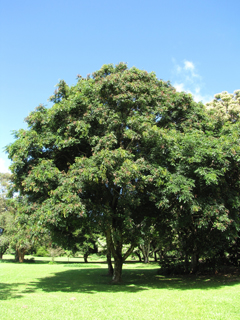 Adenanthera pavonina Red Sandalwood, Coral Tree