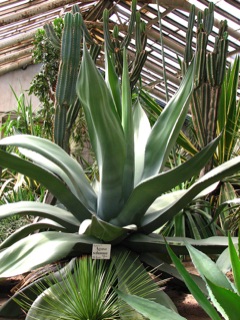 Agave atrovirens Pulque Agave, Giant Agave