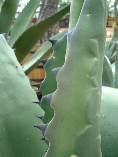 Agave atrovirens Pulque Agave, Giant Agave