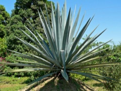 Agave angustifolia Blue Agave, Mescal, Tequila.