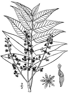Ailanthus Tree Of Heaven