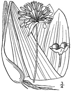 Allium tricoccum Wood Leek,  Ramp