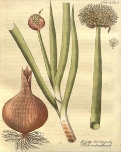 Allium fistulosum Welsh Onion