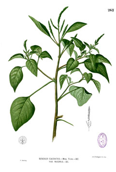 Amaranthus viridis Calalu, Slender amaranth
