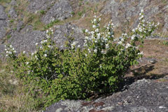 Amelanchier alnifolia semiintegrifolia Pacific Serviceberry