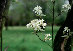 Amelanchier canadensis Juneberry, Canadian serviceberry, Serviceberry Downy, Shadblow, Shadbush, Serviceberry