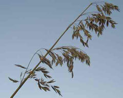 Ampelodesmos Mauritanian grass