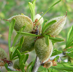 Prunus fasciculata Desert Almond