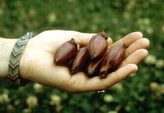 Araucaria Araucana Seeds