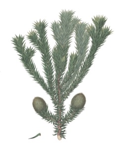 Araucaria Parana Pine. Brazilian-pine, Candelabra-tree.