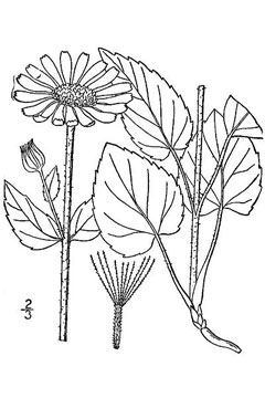 Arnica cordifolia Heartleaf Arnica