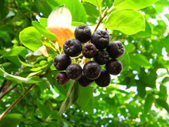 Aronia melanocarpa Black Chokeberry, Black Berried Aronia