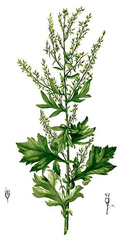 Artemisia vulgaris Mugwort, Common wormwood, Felon Herb, Chrysanthemum Weed, Wild Wormwood