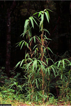 Arundinaria Canebrake bamboo, Cane Reed, Giant cane