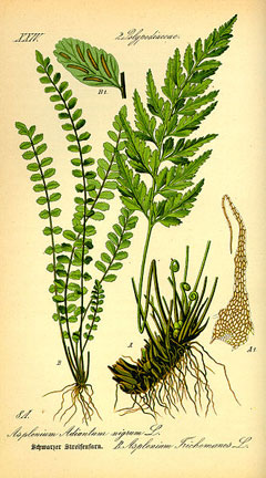 Asplenium trichomanes Maidenhair Spleenwort, Dense spleenwort, Toothed spleenwort, Brightgreen spleenwort