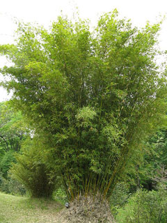 Bambusa multiplex Hedge Bamboo, Chinese Goddess Bamboo