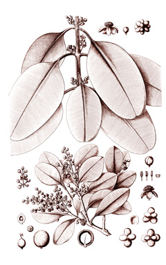 Calophyllum antillanum Brazil Beauty-Leaf
