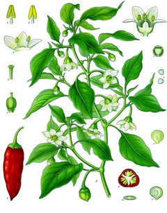 Capsicum Sweet Pepper,  Cayenne Pepper, Chili Pepper, Christmas Pepper,  Red Pepper, Ornamental Chili  Pepper