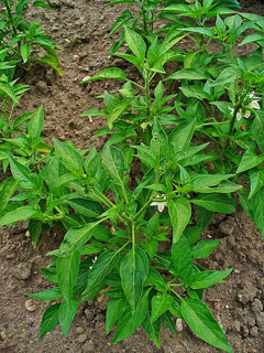 Capsicum frutescens Tabasco Pepper,  Cayenne pepper