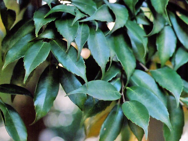 Quercus Japanese Chinquapin