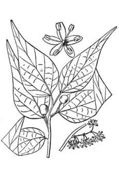 Celtis tenuifolia Small Hackberry, Dwarf hackberry