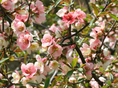 Chaenomeles Chinese Quince