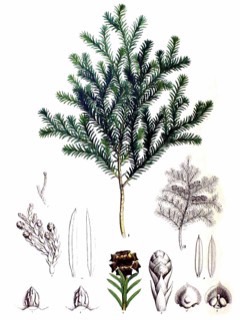 Chamaecyparis pisifera Sawara cypress
