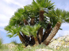Chamaerops humilis Dwarf Fan Palm, European fan palm, Hair Palm, Mediterranean Fan Palm
