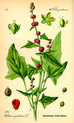 Chenopodium capitatum Strawberry Blite, 	Blite goosefoot