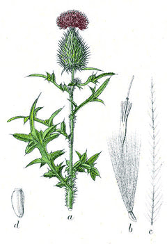 cirsium vulgare