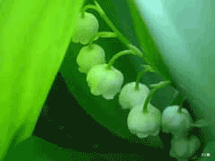 Convallaria Lily Of The Valley