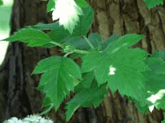 Crataegus chrysocarpa Fireberry Hawthorn, Red haw, Piper