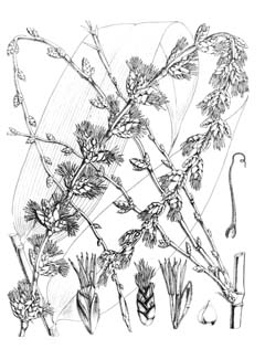 Dendrocalamus latiflorus Sweet Bamboo, Sweet bamboo shoot, Taiwan giant bamboo