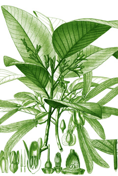 Dipterocarpus alatus Apitong, baume de gurjun, gurjun balsam