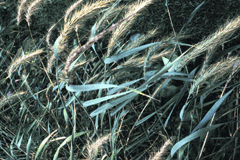 Elymus Canadian Wild Rye