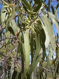 Eucalyptus tereticornis Forest Red Gum