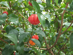 Eugenia uniflora Brazil Cherry