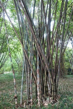 Gigantochloa albociliata Clumping bamboo