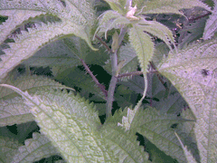 Girardinia diversifolia Himalayan Nettle