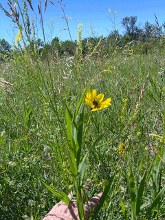 Helianthus maximiliani Maximillian Sunflower, Maximillian Daisy