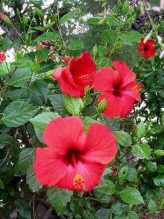 Hibiscus rosa-sinensis Chinese Hibiscus, Shoeblackplant, Hawaiian Hibiscus, Tropical Hibiscus, China Rose, Rose-of-China, S