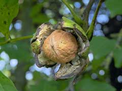 Juglans regia Walnut, English walnut, Persian Walnut,