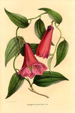 Lapageria rosea Chilean Bellflower