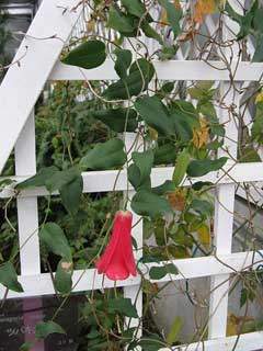 Lapageria rosea Chilean Bellflower
